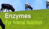 MICROCLEAR Enzimas Nutricion Animal